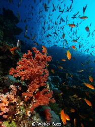 soft coral by Walter Bassi 